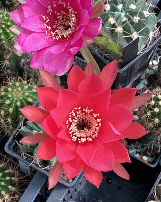 Nasiona Echinopsis / "Pseudolobivia" - kolorowe kwiaty