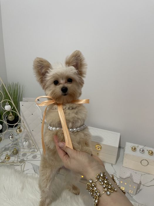 Всього 4 Чарівні Помапу