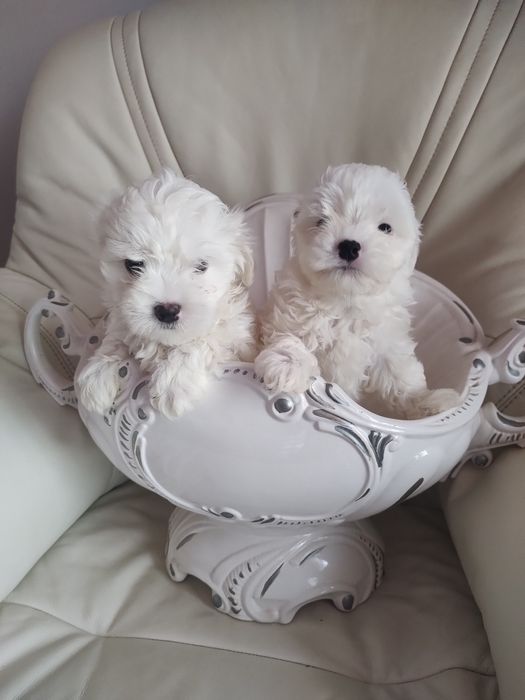 Мальтійські болоночки.