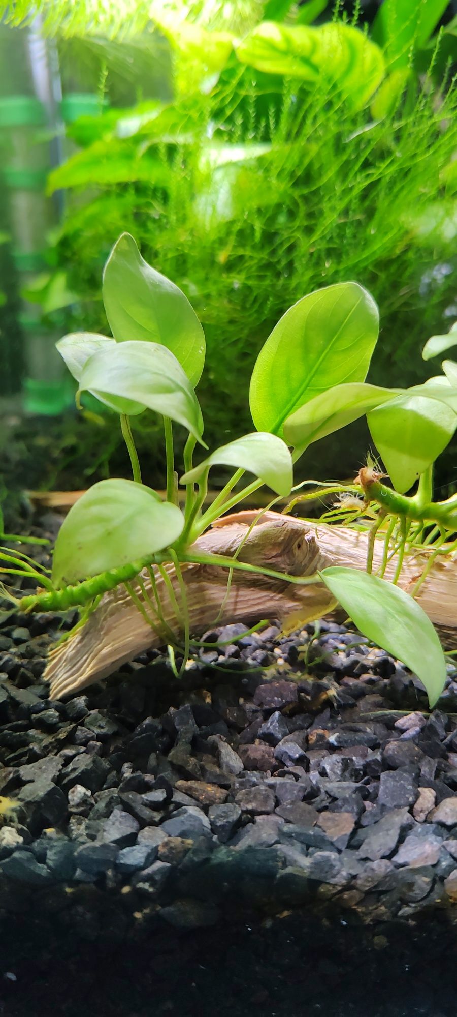 Anubias barteri zaszczepki