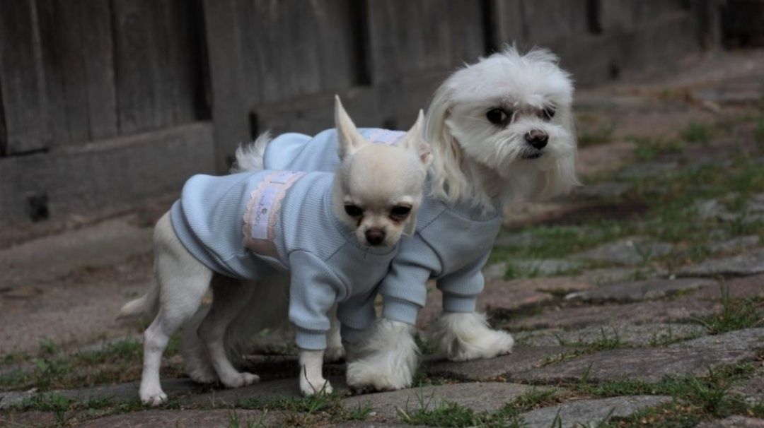 Pet Butik - Bluza cuti Dog