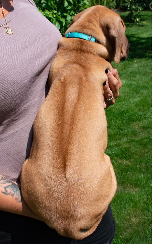 Rhodesian Ridgeback piesek