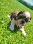 Shih tzu szczeniak