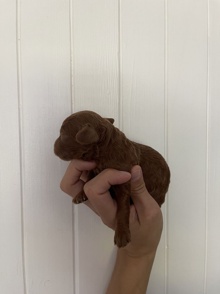 Pudel toy do rezerwacji