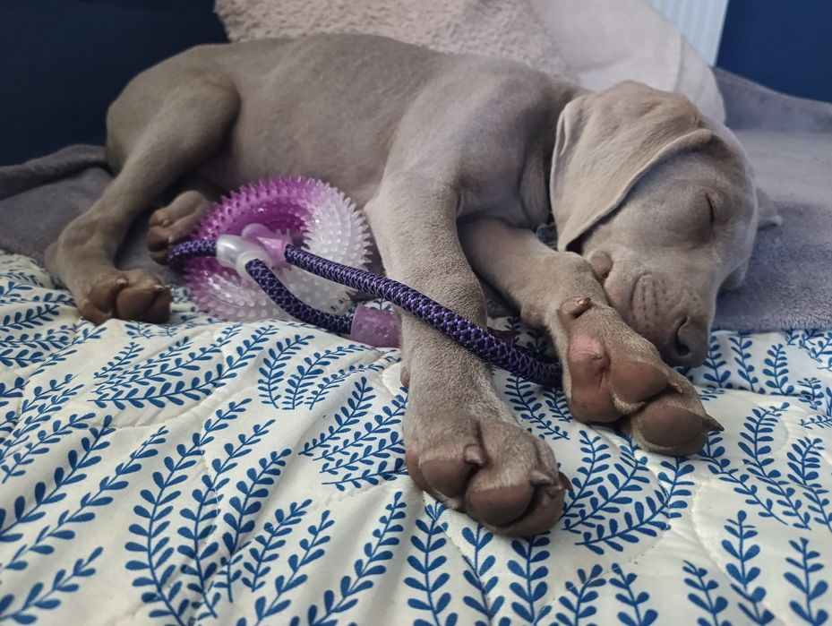 Wyżeł weimarski szczeniak suczka