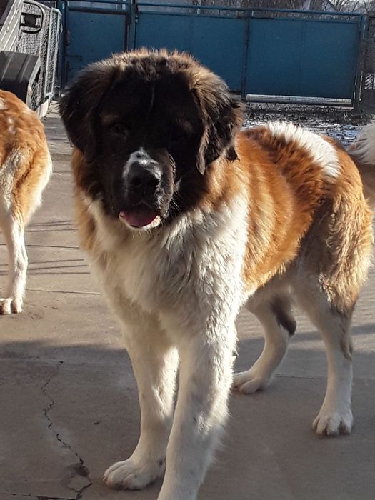 Цуценя московської сторожової