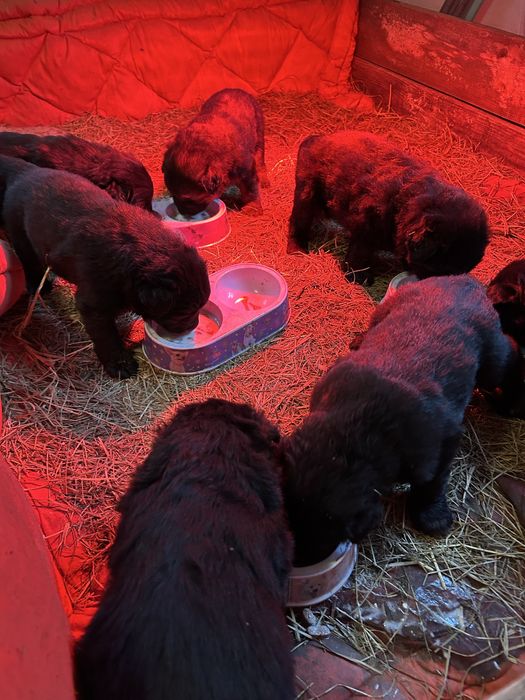 Цуценята німецької вічарки чорні