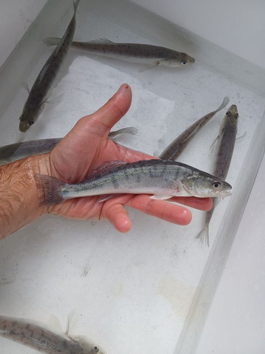 Sandacz 25cm . Szczupak  , Okoń  , Palia .