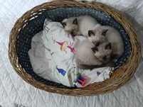 Gatinhos bebe para adoção responsável