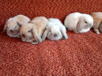 Mini lop - króliki miniaturowe