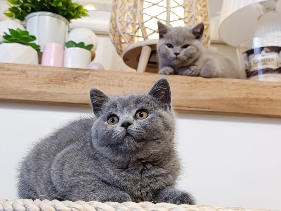 Kotka brytyjska kot brytyjski