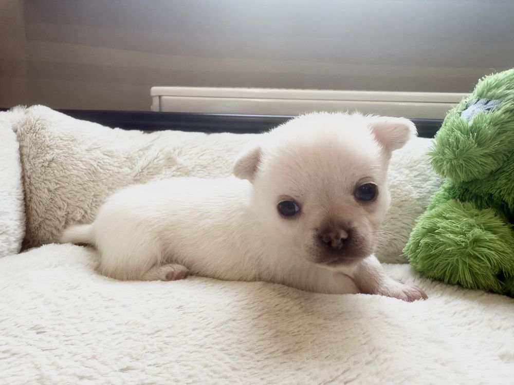 Chłopiec krótkowłosy chihuahua FCI