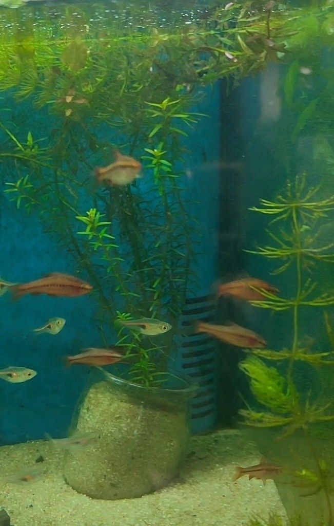 Peixe Barbos Cereja