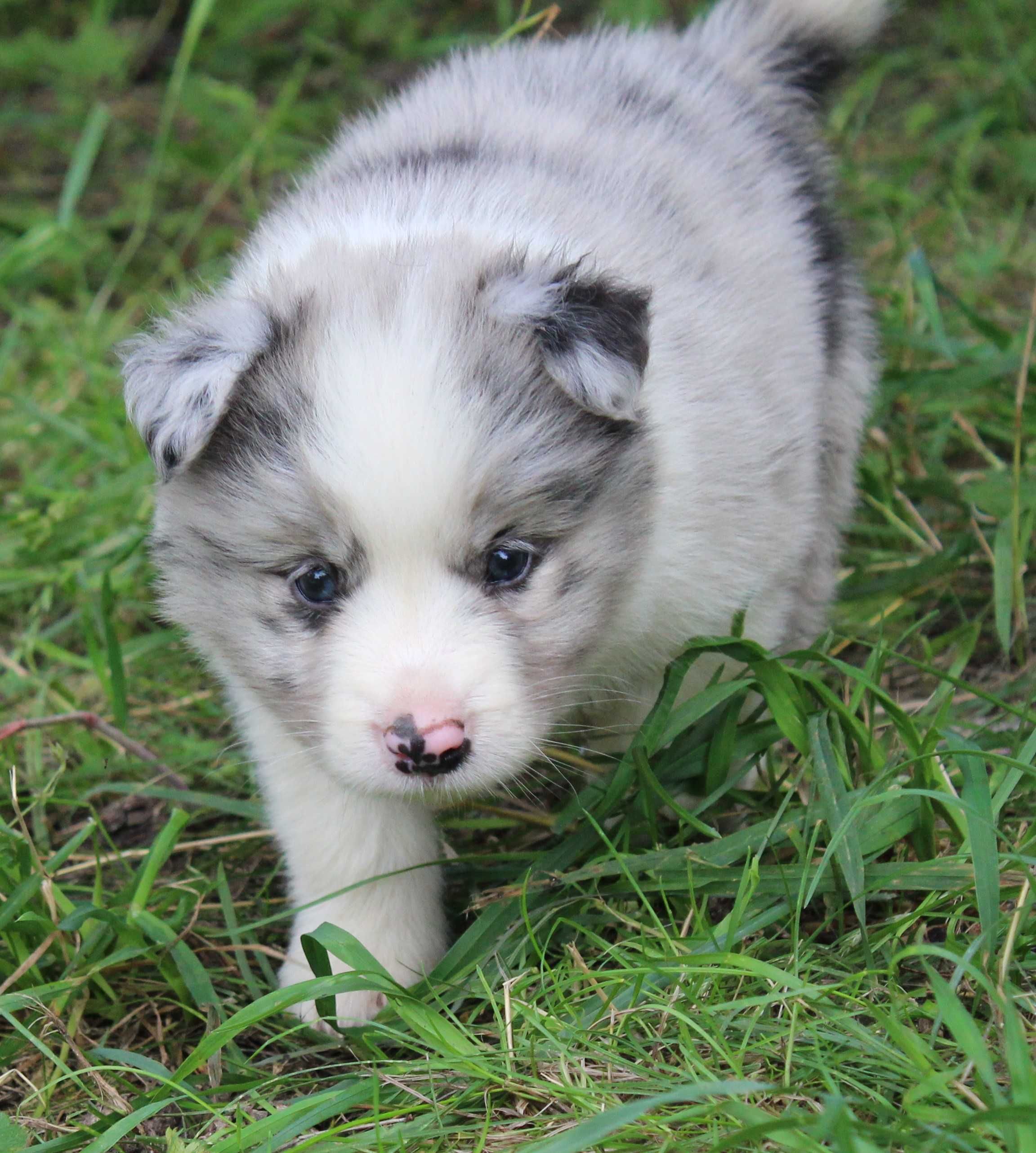 Piesek Border Collie ZKwP/FCI