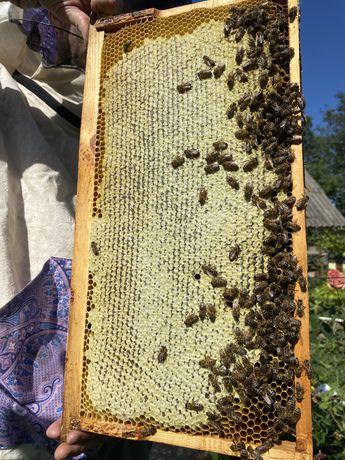 Бджолопакет, бджоли, відводок