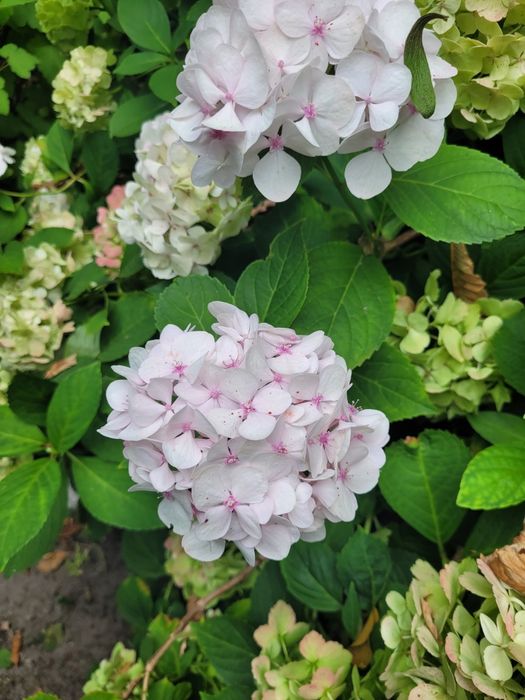 Гортензия крупнолистная Madame Emile Mouillere (мадам Эмили Мулье)