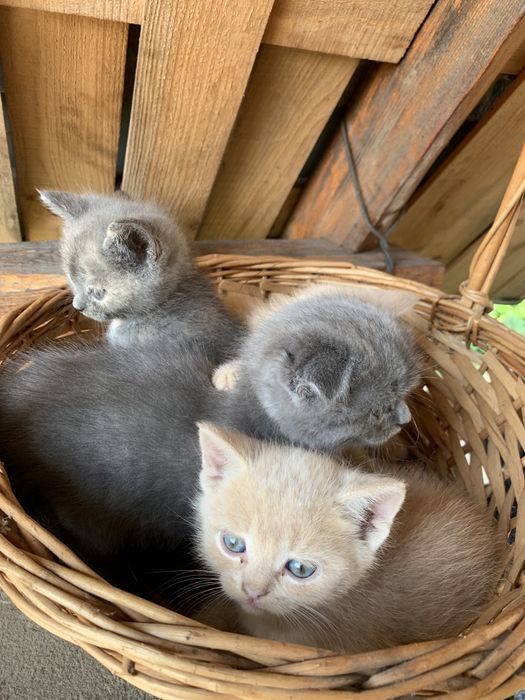 Грайливі, цікаві кошенята.Є  котики і кішечка, до лотка приучені.