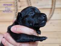 Nagi pies meksykański Mini- Xoloitzcuintli (Xolo)