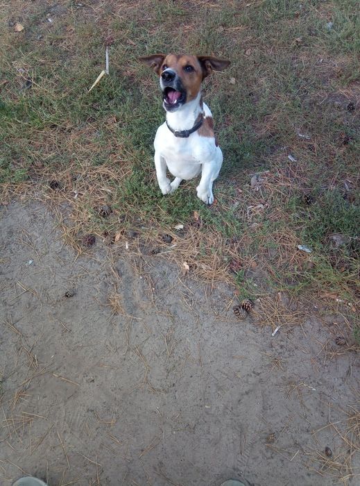 Вязка.Джек Рассел терьер.Бас.Кобель ,7 повних років