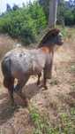 Ponei apaluso macho 8 meses
