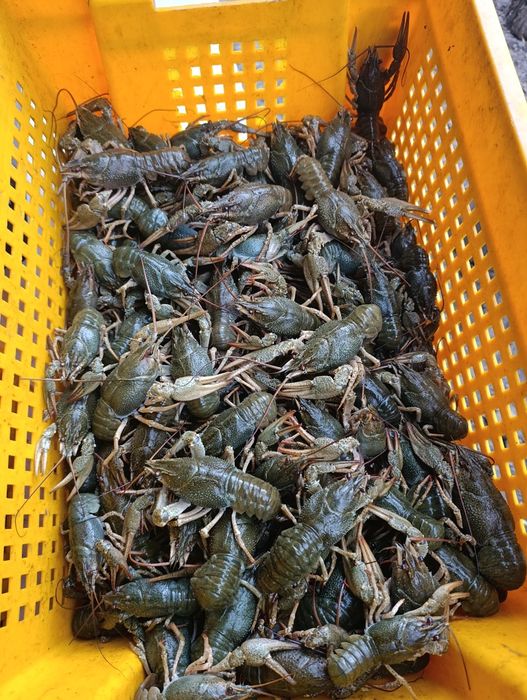 Букет з раків живі свіжі раки