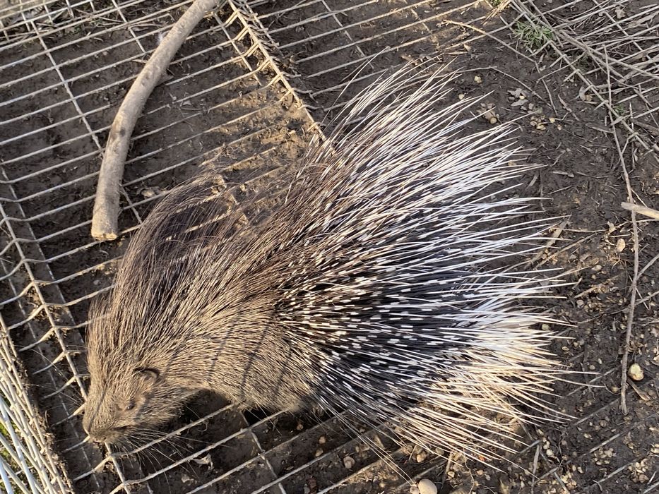 Jeżozwierz jeżozwierze mini zoo, para i samice