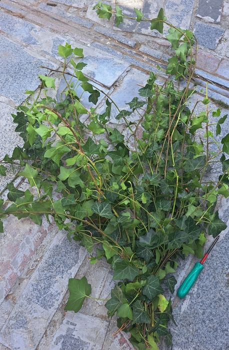 Плющ вічнозелений зріз.