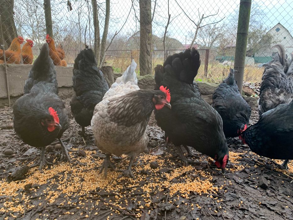 Австралорп блакитний, м"ясояєчна порода курей