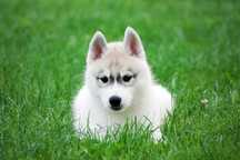 Husky szczenię piesek z rodowodem FCI ZKwP