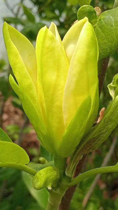 ХУРМА Інжир Лохина Годжі Ківі Фісташка Калина Абрикоса Магнолія Піони