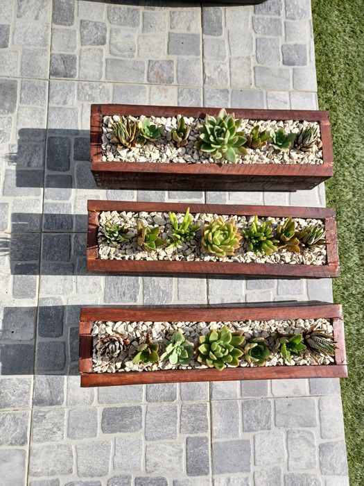 Vaso de madeira com 7 cactus (para muros ou janelas)