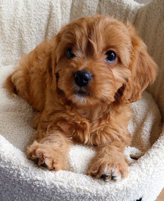 Suczka Cavapoo f1 ** Havana  **