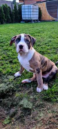 American bully xl