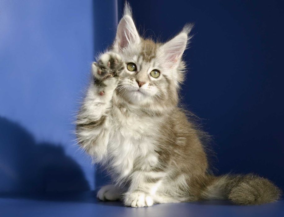 Мейн кун . Девочка 2 мес.