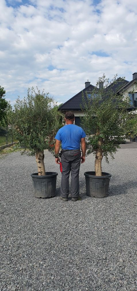 Olea Europaea Drzewo oliwne Bonsai Egzotyka