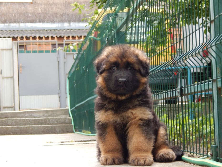 Цуценята німецької вівчарки