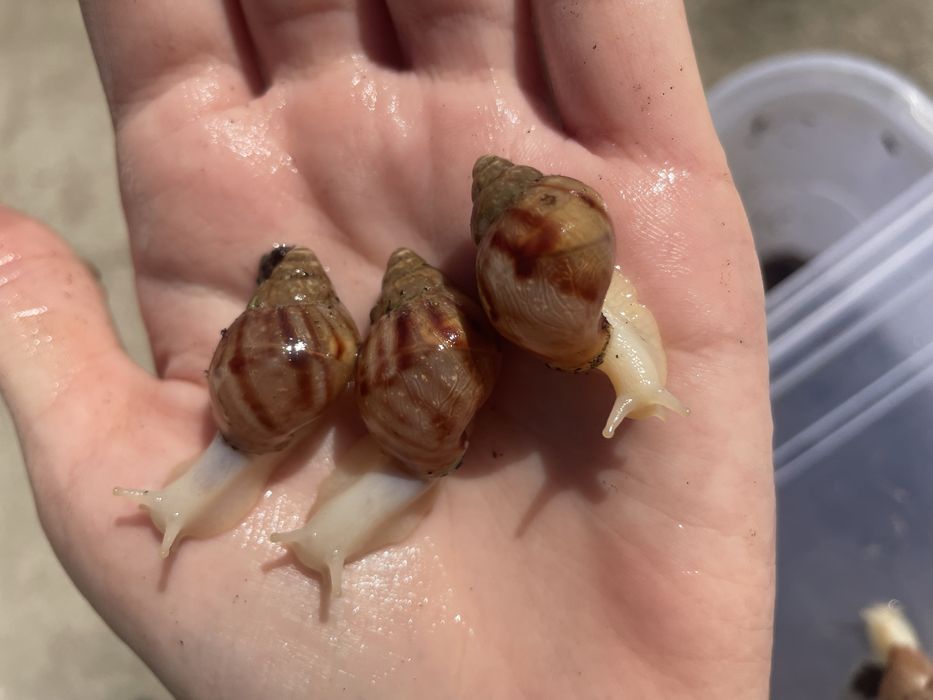 4 см малюки ахатини