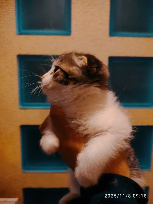 Шотландский скотиш фолд