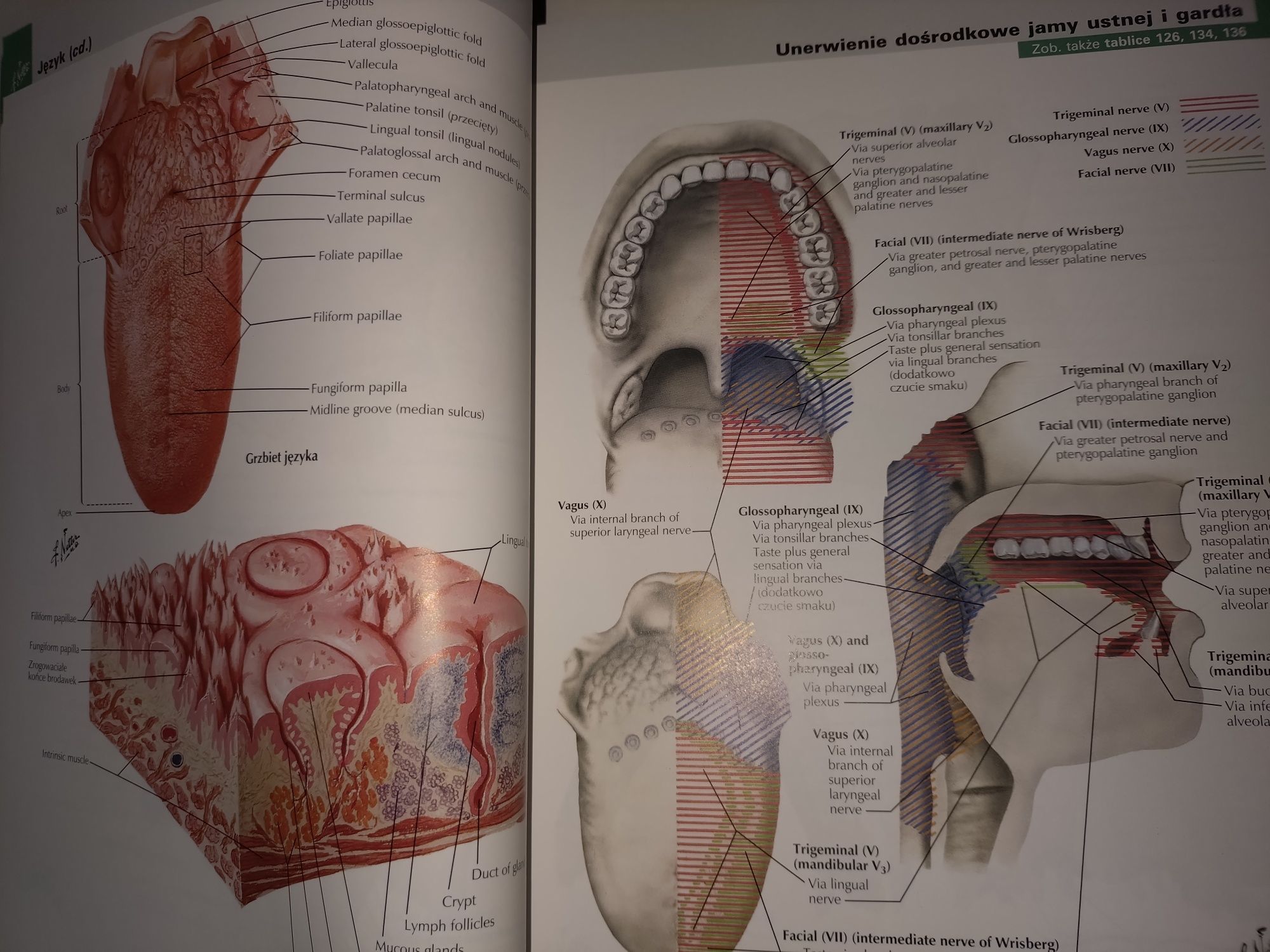 Netter Atlas anatomii, wyd. 2022, mian. ang.