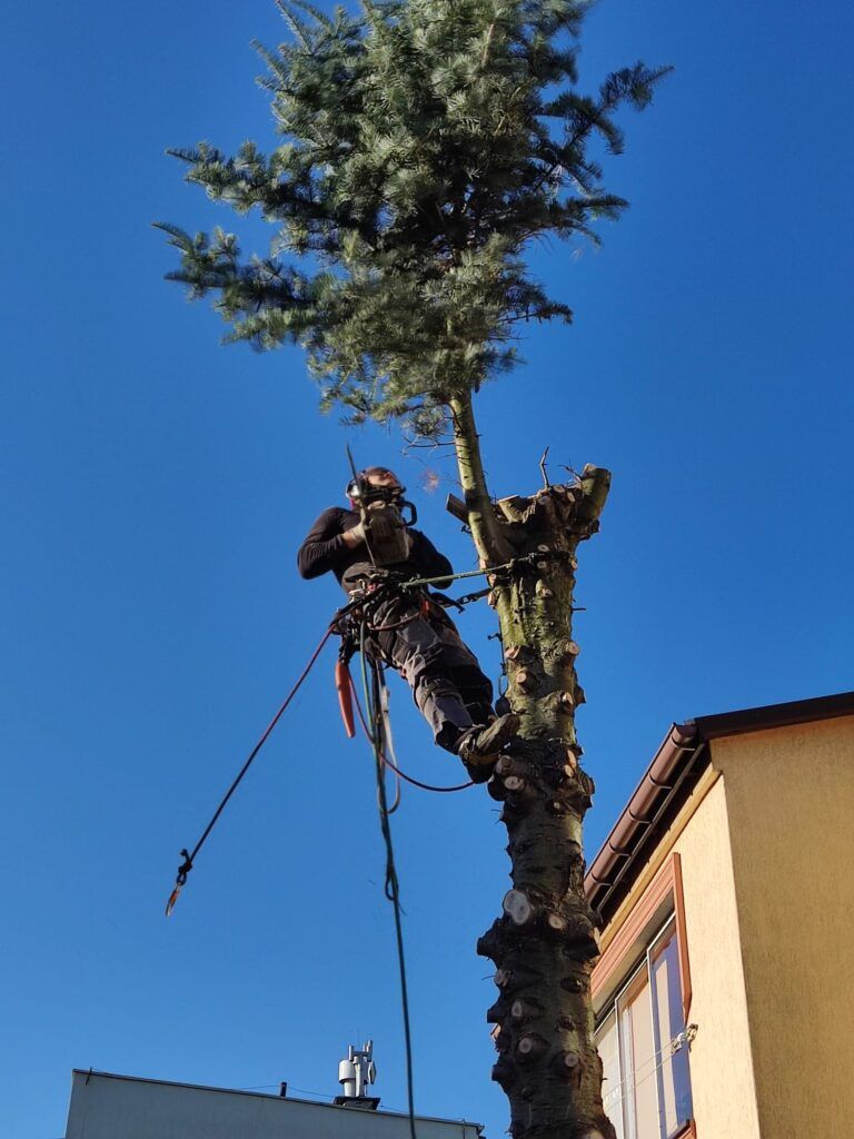 Alpinistyczne usuwanie trudnych drzew. Arborysta arborystyka. Koszenie