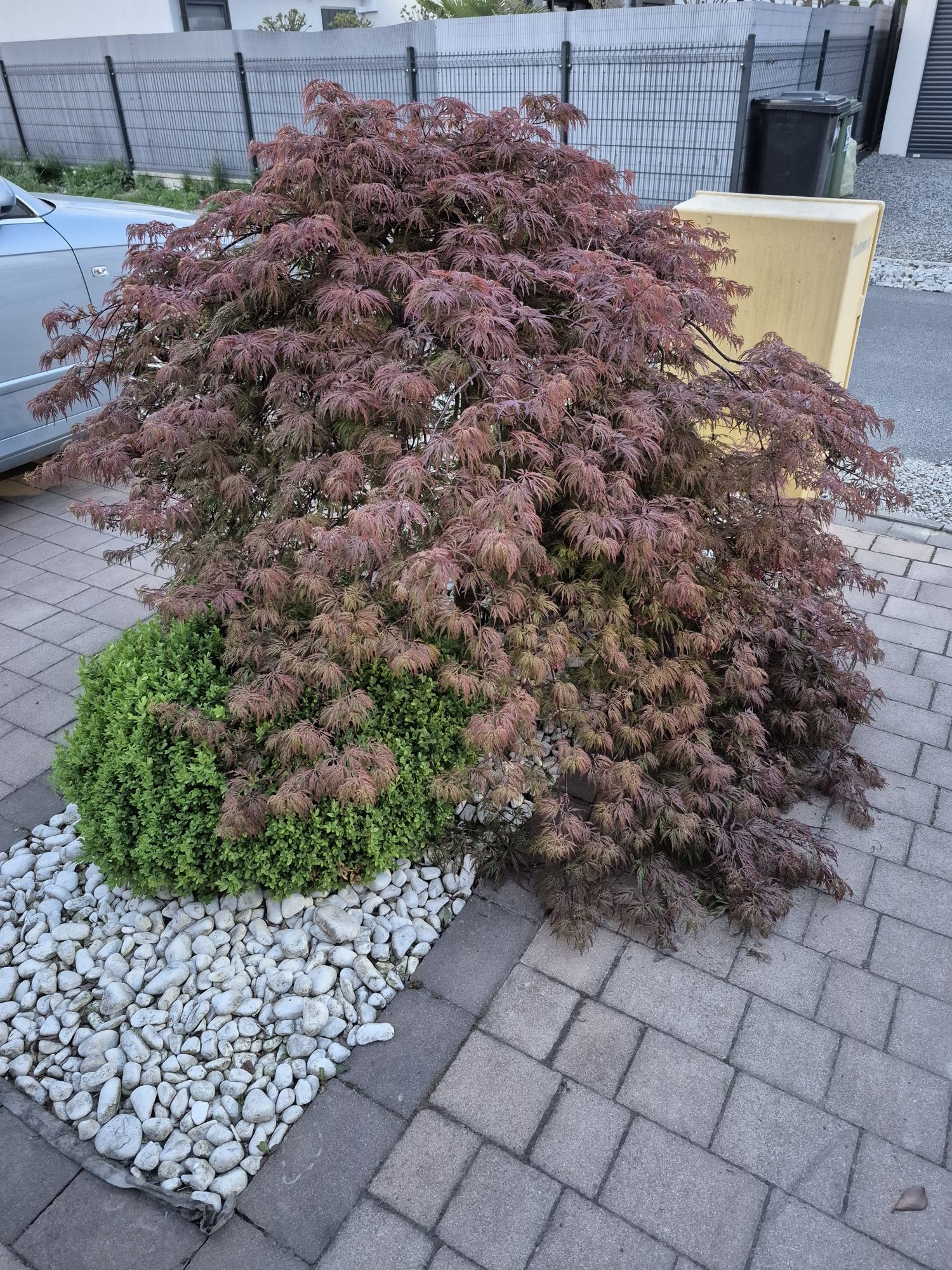 Klon palmowy duży