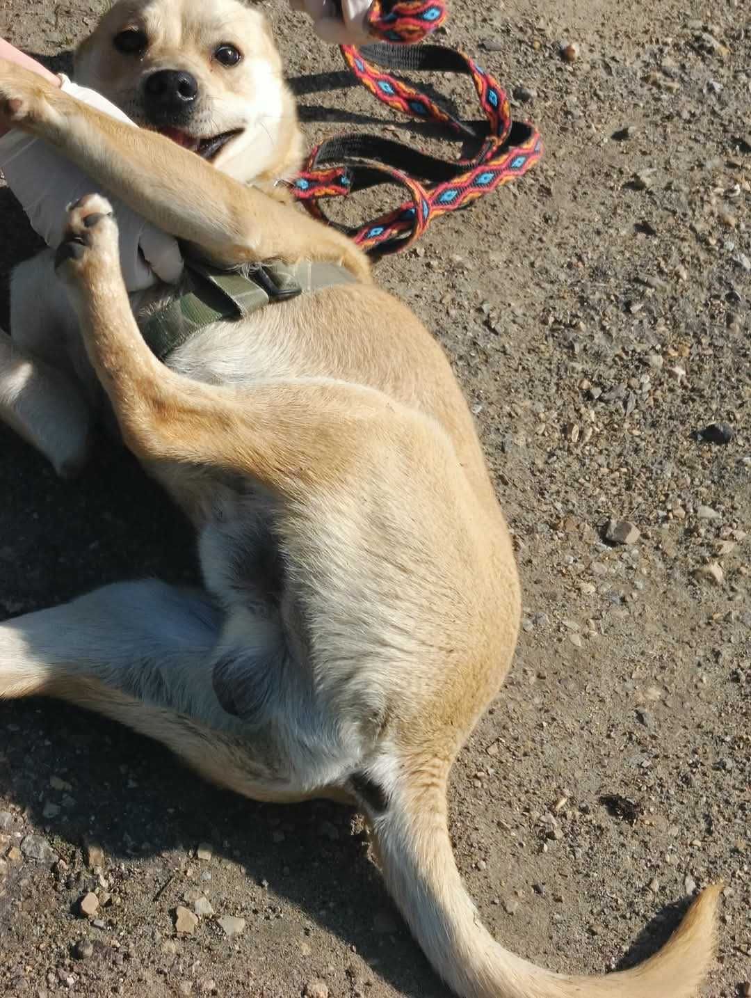 Sonic - młody, śliczny, energiczny ADOPCJA