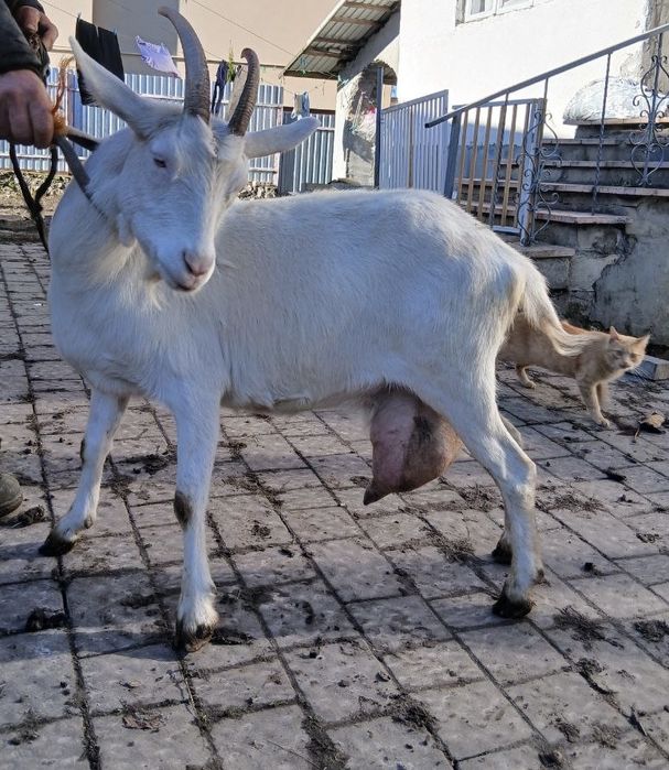 Продається коза!