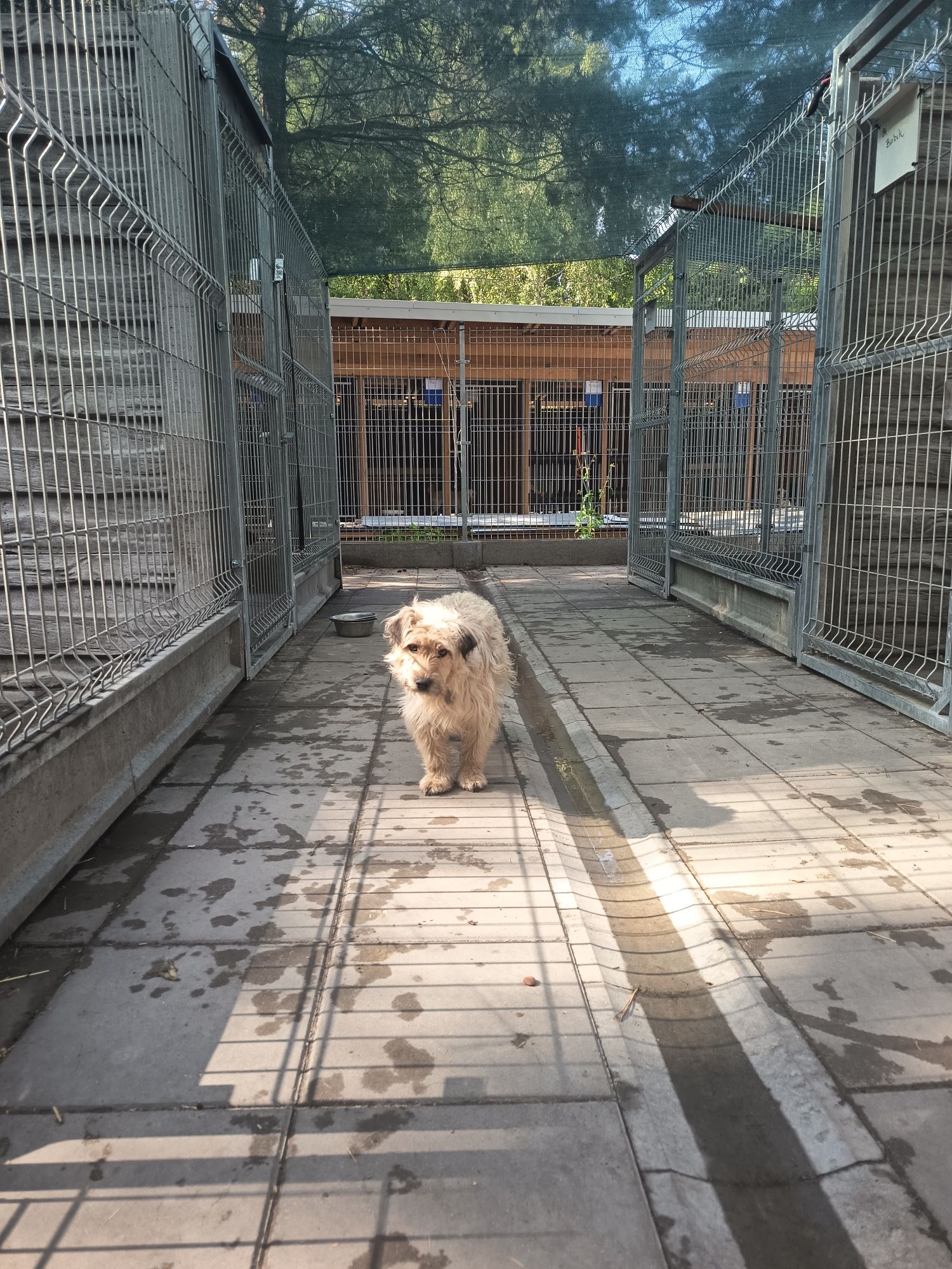 1 rok, 8kg, długowłosa Bunia w schronisku, adopcja za darmo oddam