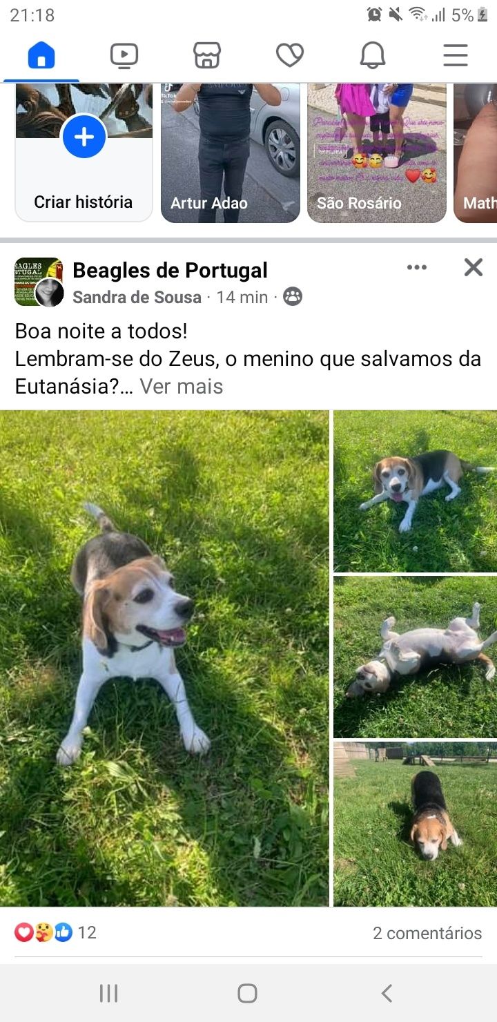 Beagle para adoção