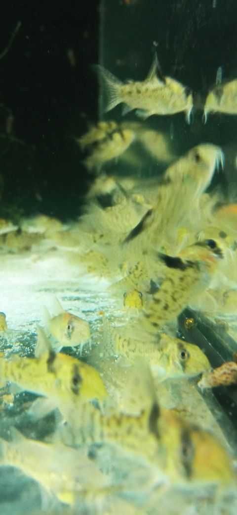 Corydoras Kirysek CW 115, Kirys CW 115
