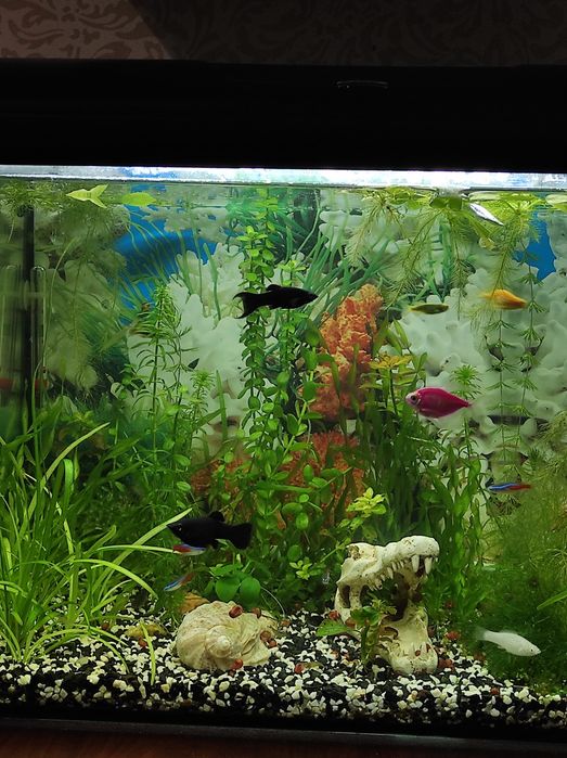 Растения анубиас,улитки (катушки)для аквариума