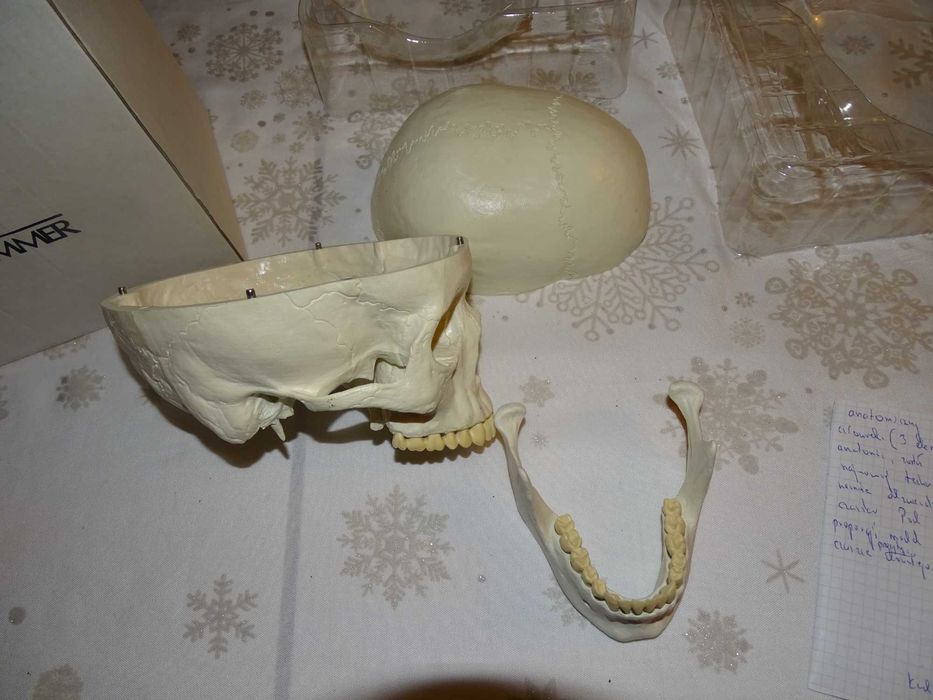 anatomiczny model czaszki  dorosłego człowieka