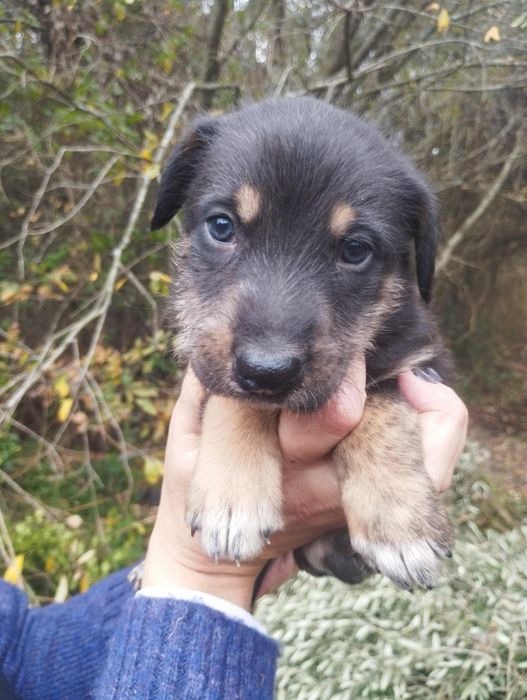 Mel para adoção muito responsável