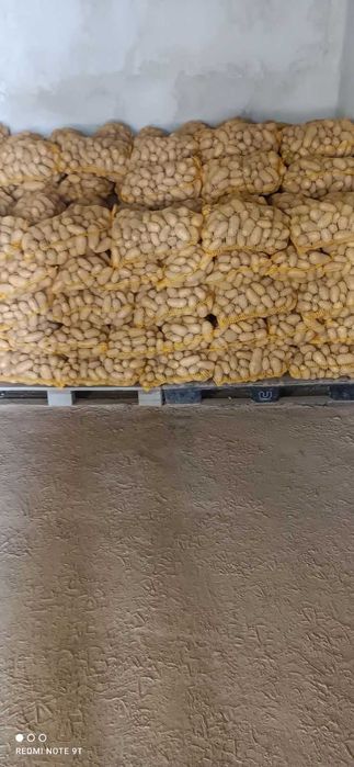 Sprzedam ziemniaki jadalne odmiany Queen Anne, Soraya, Vineta.